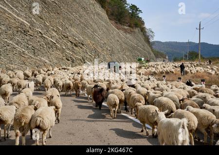 Herbstlicher Abtrieb einer Schafherde, Straße Nr 27 bei Bodavi, Kaukasus, Region Mzcheta-Mtianeti, Georgien Stockfoto