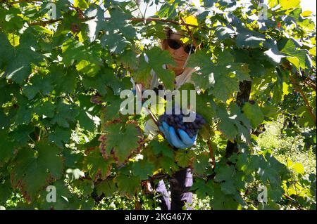 2021. oktober 21 - Europa, Italien, Lombardei, Sondrio, Chiuro, Lese von reifen Trauben in den Reihen auf den Terrassen. Stockfoto