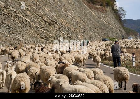 Herbstlicher Abtrieb einer Schafherde, Straße Nr 27 bei Bodavi, Kaukasus, Region Mzcheta-Mtianeti, Georgien Stockfoto