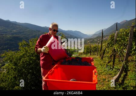 2021. oktober 21 - Europa, Italien, Lombardei, Sondrio, Chiuro, Lese von reifen Trauben in den Reihen auf den Terrassen. Stockfoto