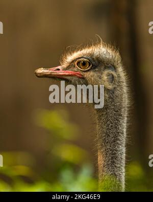 Ein Kopfschuss Strauß im Feld Stockfoto