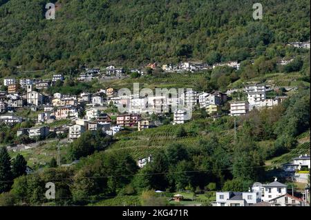 2021. oktober 14 - Europa, Italien, Lombardei, Sondrio, Valtellina, Montagna im Valtellina, Weinberg auf den Terrassen Stockfoto