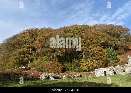 St. Cybis Brunnenpfleger/Hüter Cottage, (Llyn Peninsular North Wales) Brunnenkammer und Ruinen der kleinen abgelösten Latrinengebäude im Herbst Stockfoto