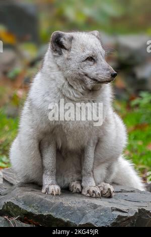 Polarfuchs / Weißfuchs / Polarfuchs / Schneefuchs (Vulpes lagopus / Alopex lagopus) zeigt seinen dicken Wintermantel im Herbst/Herbst Stockfoto