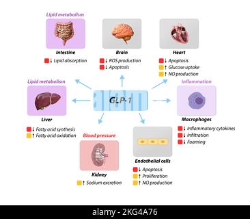 Glucagon-ähnliches Peptid 1 GLP-1 verhindert makrovaskuläre Komplikationen, koronare Herzkrankheit, Fettstoffwechsel, Blutdruckentzündung, Stickstoffochse Stockfoto