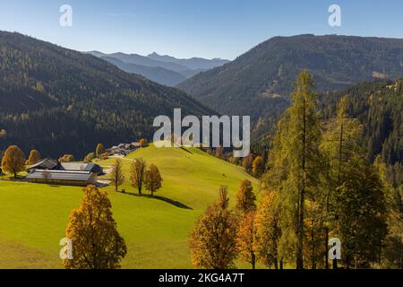 Ein wunderschöner Blick auf ein hellgelbes Feld vor dem Hintergrund entfernter Berge. Die Dachstein-Gebirgskette. Stockfoto