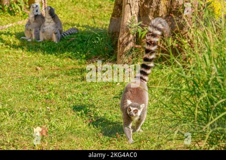 Afrikanischer Ringschwanz-Lemur aus Madagaskar. Lemur catta-Arten, die auf der Insel Madagaskar in Afrika endemisch sind. Stockfoto