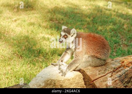 Seitenansicht eines Strepsirrhine-Primaten-Ringschwanzlemur Madagaskars. Lemur catta-Arten, die auf der Insel Madagaskar in Afrika endemisch sind. Stockfoto