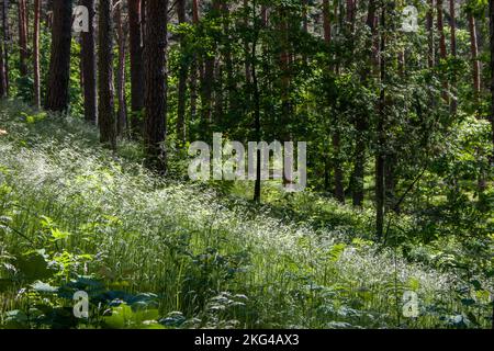 Grüne Graslandschaft mit weißen Hundewäldern in einem Kiefernwald an einem sonnigen Sommertag. Stockfoto