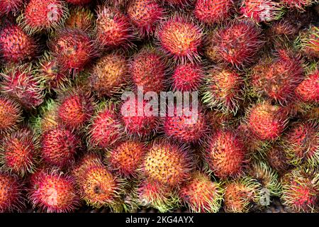 Eine Ausstellung frischer roter Rambutanfrüchte Nephelium lappaceum die tropischen Früchte werden ausgestellt und auf einem britischen Markt verkauft. Reich an Antioxidantien, Nährstoffen Stockfoto