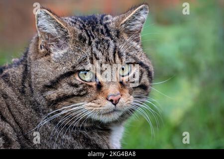 Männliche eurasische Wildkatze (Gesicht) Stockfoto