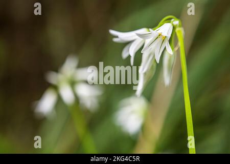 Der dreieckige Lauch (Allium triquetrum) ist eine bulbusartige Blütenpflanze der Gattung Allium, die im Mittelmeerbecken heimisch ist. Stockfoto