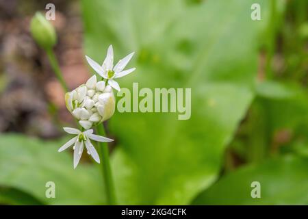 Allium ursinum, auch bekannt als wilder Knoblauch, ist eine bulbusförmige, mehrjährige Blütenpflanze der Familie Amaryllis. Stockfoto