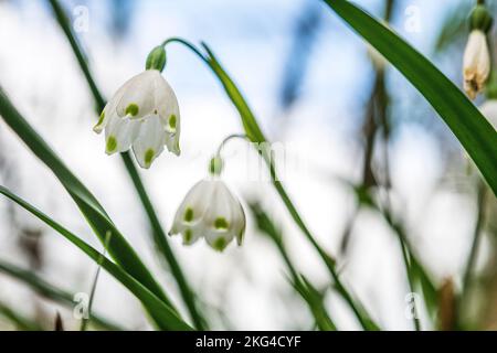 Leucojum aestivum, gemeinhin als Sommer-Schneeflocke oder Loddon-Lilie bezeichnet, ist eine Pflanzenart, die als Ziermittel weit verbreitet ist. Stockfoto