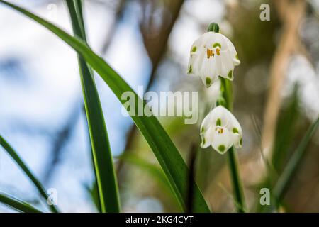 Leucojum aestivum, gemeinhin als Sommer-Schneeflocke oder Loddon-Lilie bezeichnet, ist eine Pflanzenart, die als Ziermittel weit verbreitet ist. Stockfoto