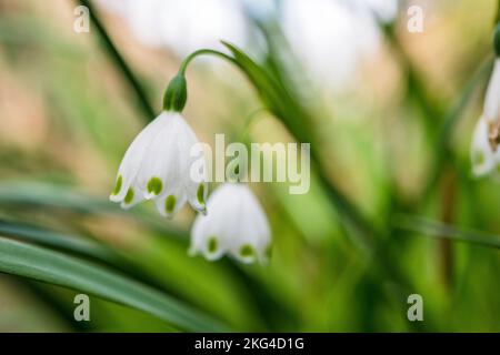 Leucojum aestivum, gemeinhin als Sommer-Schneeflocke oder Loddon-Lilie bezeichnet, ist eine Pflanzenart, die als Ziermittel weit verbreitet ist. Stockfoto