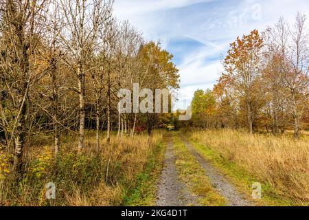 Winter-Entdeckungstour durch die Rhön in der Nähe des Schwarzen Moors - Fladungen - Bayern Stockfoto