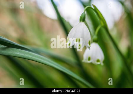 Leucojum aestivum, gemeinhin als Sommer-Schneeflocke oder Loddon-Lilie bezeichnet, ist eine Pflanzenart, die als Ziermittel weit verbreitet ist. Stockfoto