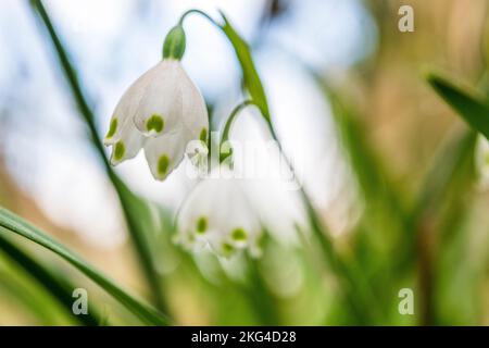 Leucojum aestivum, gemeinhin als Sommer-Schneeflocke oder Loddon-Lilie bezeichnet, ist eine Pflanzenart, die als Ziermittel weit verbreitet ist. Stockfoto