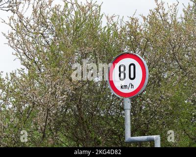 Ein Straßenschild warnt vor einer Geschwindigkeitsbegrenzung von 80 km/h. Ein Straßenschild auf dem Hintergrund von blühenden Bäumen. Stockfoto