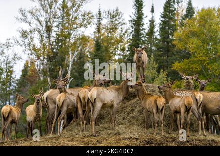 Elchtierherde, die die Kamera anschaut und sich mit einem verschwommenen Waldhintergrund in ihrer Umgebung und Umgebung ernährt. Stockfoto