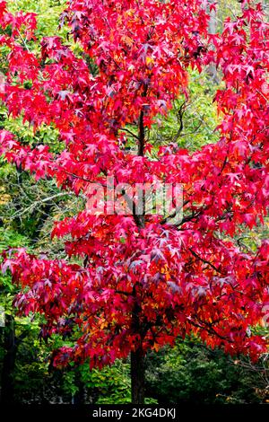 Herbst amerikanischer Süßgummibaum, Liquidambar styraciflua Baum Herbst rote Laubfarbe Liquidambar styraciflua „Lane Roberts“ Stockfoto