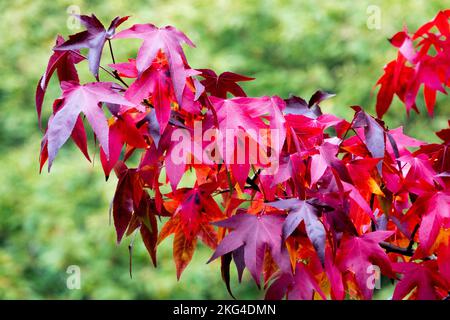 Liquidambar styraciflua 'Lane Roberts' Herbstblätter auf einem Ast Stockfoto