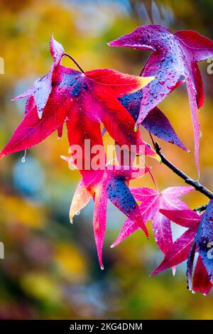 Amerikanisches Sweetgum, Herbst, Liquidambar styraciflua Stockfoto