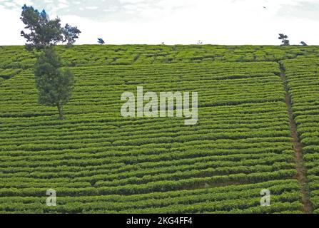 Mit Teesträuchern bedeckter Hangabschnitt Sri Lanka Dezember Stockfoto