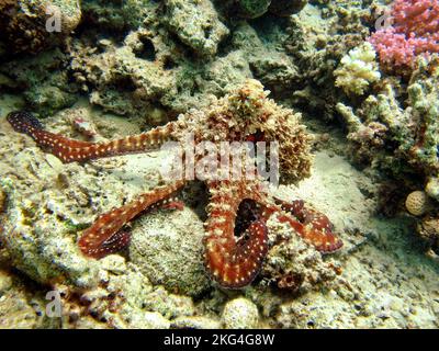 Tintenfisch. Großer blauer Oktopus an den Roten Seerechten. Die Cyanea octopus, auch bekannt als der große blaue Tintenfisch oder TagesTintenfisch. Stockfoto