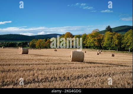 Runde Heuballen auf einem Feld im Norden Schottlands Stockfoto