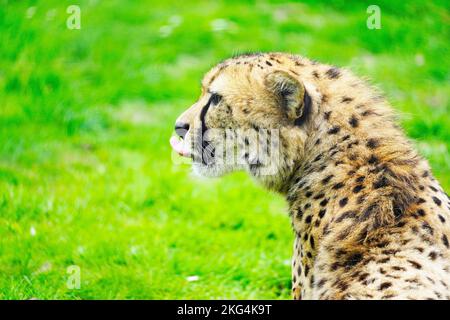 Ein Porträt eines Geparden auf einer grünen Wiese. Acinonyx jubatus, Nahaufnahme Stockfoto