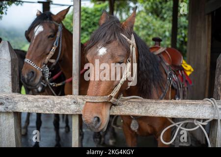 Sehr traurige braune Pferde hinter einem Holzzaun, die zum Reiten im Cocora-Tal, Salento, Quindío, Kolumbien verwendet wurden Stockfoto