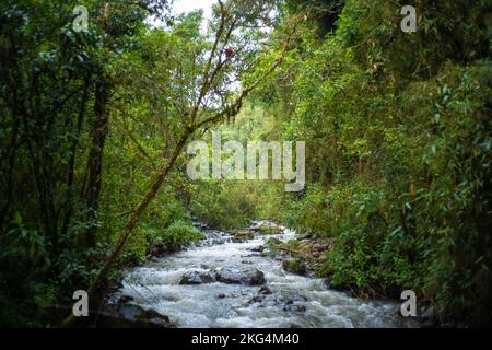 Viel Vegetation, Pflanzen, Moos auf den Felsen bei den Wasserfällen in der Nähe des Cocora-Tals, in Salento, Quindío, Kolumbien Stockfoto