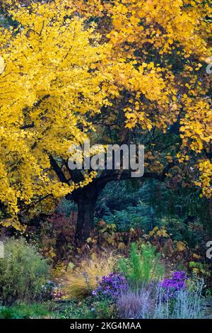 Ginkgo biloba Baum und Liriodendron tulipifera, Herbst, Liriodendron, Bäume, Ginkgo, Maidenhair Tree, Gelbfärbung, Laub, Tulpenbaum im Garten Stockfoto