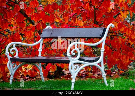 Metallgärtnerbank im Herbst, Garten, Rot, Hexenhasel, Wenden, Hamamelis, Blattwerk Stockfoto