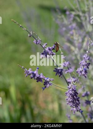 Honigbiene sammelt Pollen aus einer Lavendelblüte. Fotografiert mit geringer Tiefenschärfe in Montana. Stockfoto