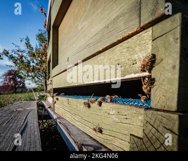 Ein Bienenstock im Sonnenschein in Talheim in Deutschland. Stockfoto