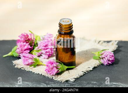 Selektiver Fokus auf Trifolium pratense, der braunen Glastinktur aus Rotklee mit ausgewählten Blüten für die Studiodekoration. Speicherplatz kopieren. Stockfoto