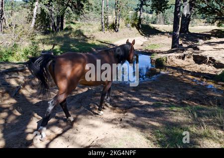 Pferde an einem Wasserloch im Planshtitsa River, Plana Mountain, Bulgarien Stockfoto