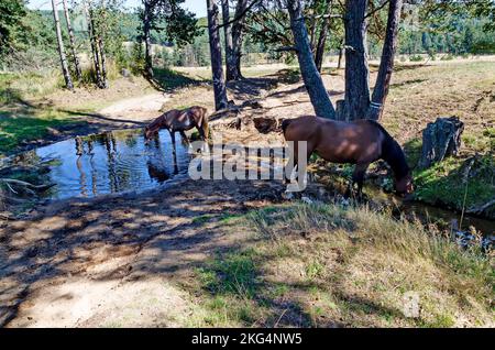 Pferde an einem Wasserloch im Planshtitsa River, Plana Mountain, Bulgarien Stockfoto