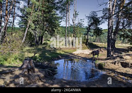 Pferde an einem Wasserloch im Planshtitsa River, Plana Mountain, Bulgarien Stockfoto