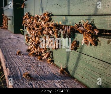 Honigbienen genießen die Sonne in Talheim in Deutschland. Stockfoto