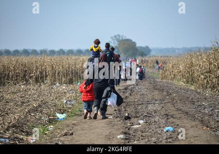 Flüchtlinge, die durch das Maisfeld laufen. Migranten, die versuchen, die kroatische Grenze zu überqueren, um in die Europäische Union (EU) zu gelangen, um ein besseres Leben zu führen. Stockfoto