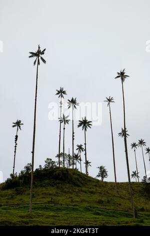 Die höchsten Wachspalmen der Welt (Ceroxylon quindiuense), die von der UNESCO als Kulturerbe anerkannt wurden, befinden sich im Cocora-Tal, Salento, Quindío, Kolumbien Stockfoto