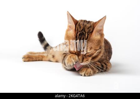 Die Hauskatze wäscht sich auf weißem Hintergrund. Bengalkatze isoliert. Sauberes Haustier. Stockfoto