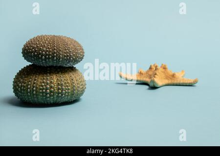 Seeigel und Seesterne auf blauem Hintergrund. Sommer-Minimalkonzept. Stockfoto