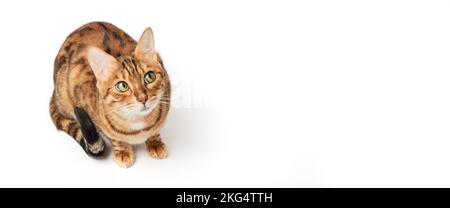 Porträt einer grünäugigen Bengalkatze auf weißem Hintergrund. CAT für die Werbung für Lebensmittel oder Heimtierprodukte. Stockfoto