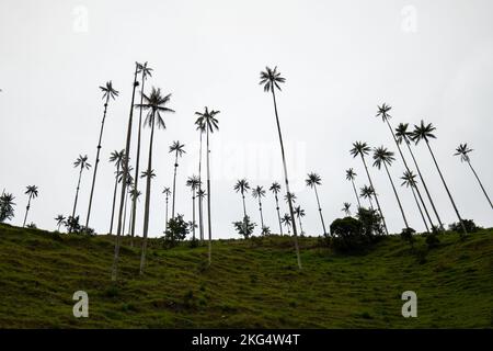 Die höchsten Wachspalmen der Welt (Ceroxylon quindiuense), die von der UNESCO als Kulturerbe anerkannt wurden, befinden sich im Cocora-Tal, Salento, Quindío, Kolumbien Stockfoto