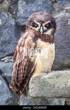 Die Brilleneule, Pulsatrix perspicillata, ist eine große tropische Eule, die in den neotropics, Equador, beheimatet ist. Stockfoto